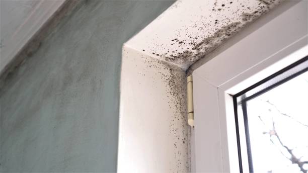 Best DIY Mold Remediation in Central City, IA